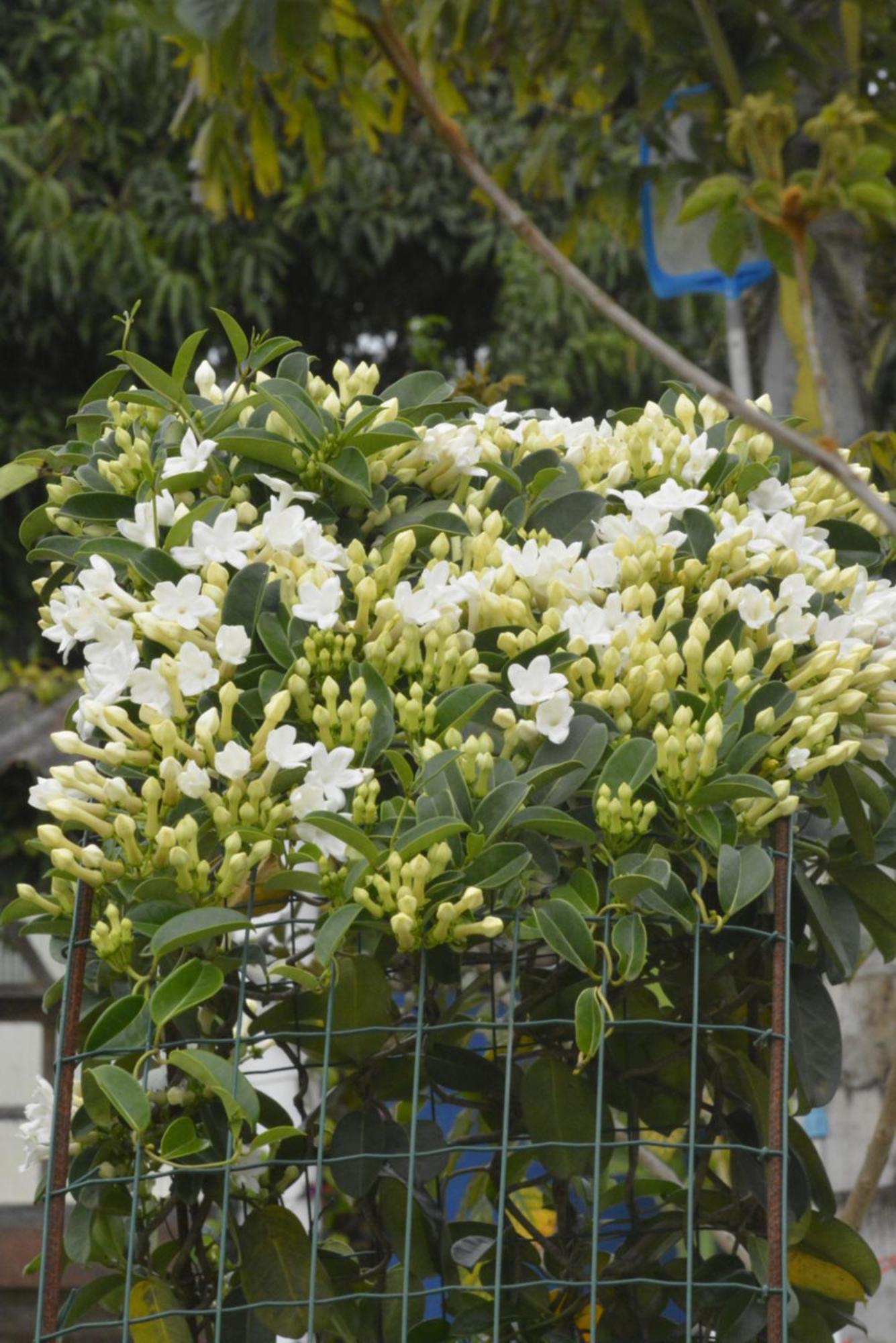 Alojamento de Acomodação e Pequeno-almoço Sítio Juara Santa Teresa (Espirito Santo)